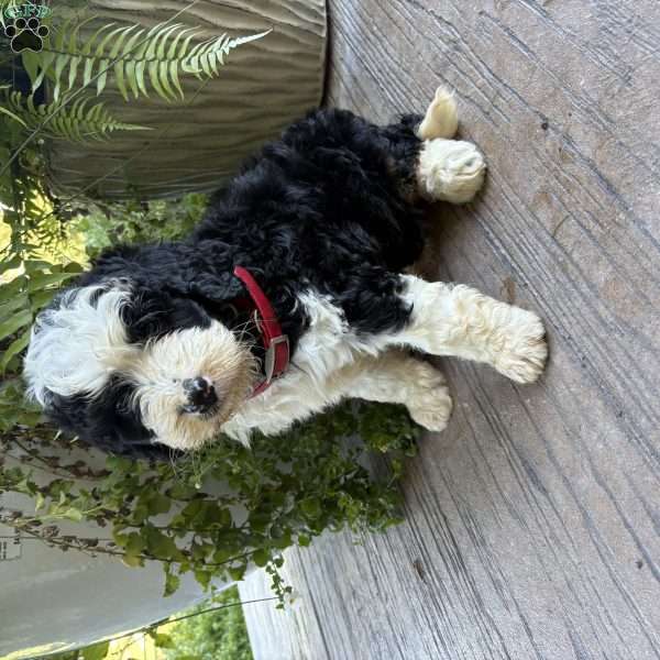 Tate, Bernedoodle Puppy