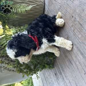 Tate, Bernedoodle Puppy