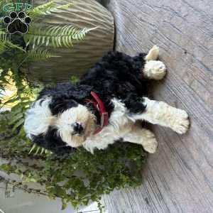 Tate, Bernedoodle Puppy