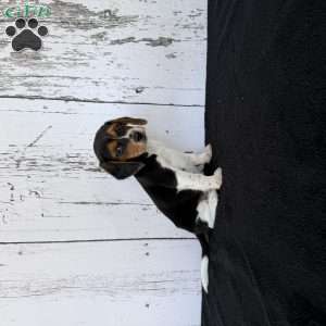 Rover, Beagle Puppy