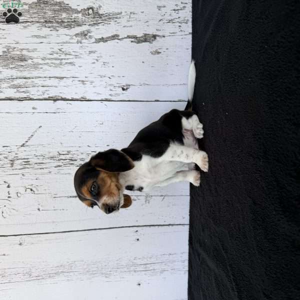 Rover, Beagle Puppy