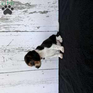 Rover, Beagle Puppy