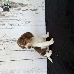 Buster, Beagle Puppy