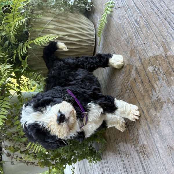 Tucker, Bernedoodle Puppy