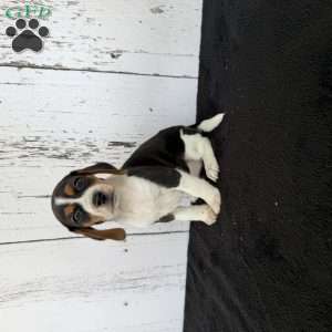 Baily, Beagle Puppy