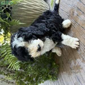 Tucker, Bernedoodle Puppy