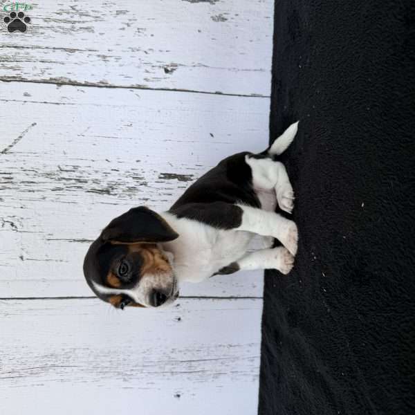 Baily, Beagle Puppy