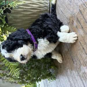 Tucker, Bernedoodle Puppy