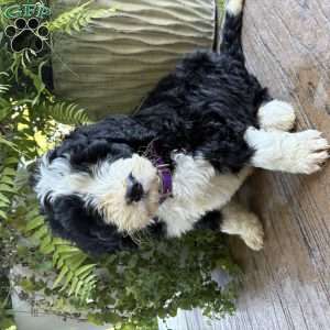 Tucker, Bernedoodle Puppy