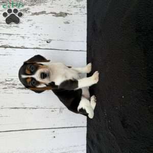 Baily, Beagle Puppy