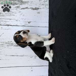Baily, Beagle Puppy