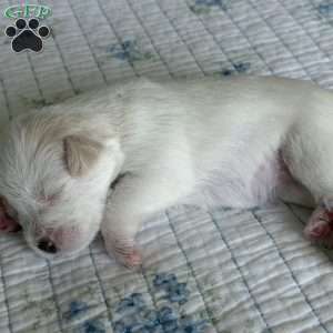 Blanca, Miniature Schnauzer Puppy