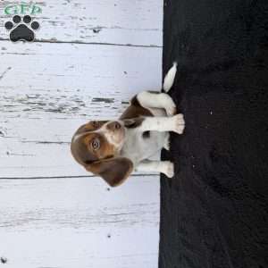 Layla, Beagle Puppy