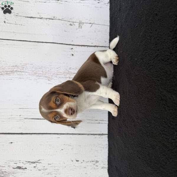 Layla, Beagle Puppy
