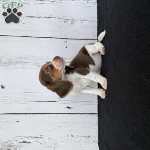 Layla, Beagle Puppy