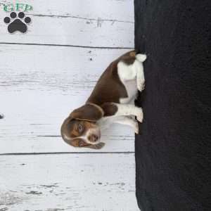 Layla, Beagle Puppy