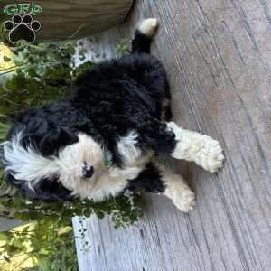 Theo, Bernedoodle Puppy