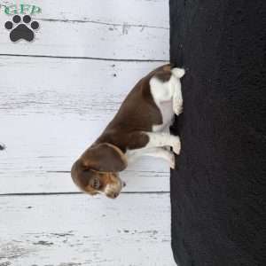 Layla, Beagle Puppy