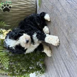 Theo, Bernedoodle Puppy