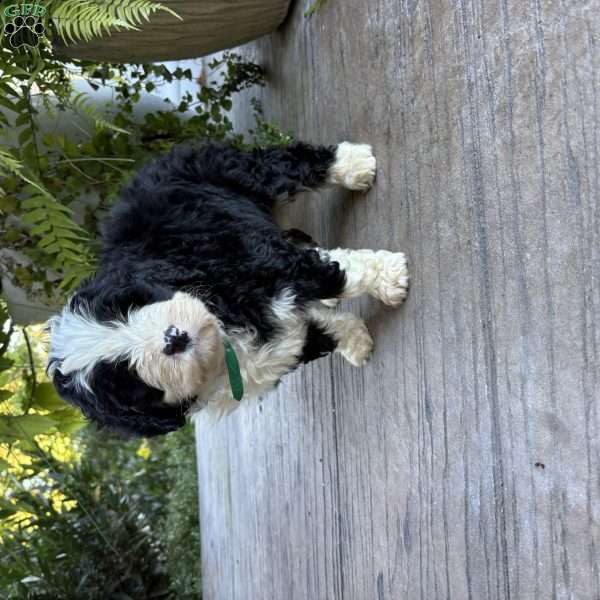 Theo, Bernedoodle Puppy