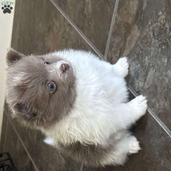 Pippa, Pomeranian Puppy