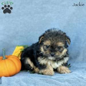 Jackie, Morkie / Yorktese Puppy