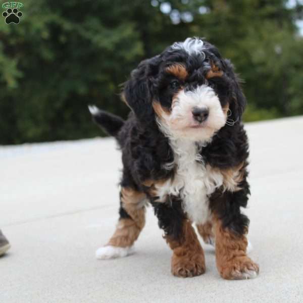 Willy, Mini Bernedoodle Puppy