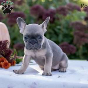 Roxy, French Bulldog Puppy