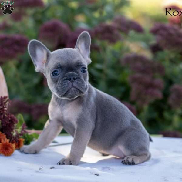 Roxy, French Bulldog Puppy