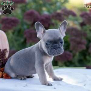Roxy, French Bulldog Puppy