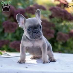 Roxy, French Bulldog Puppy
