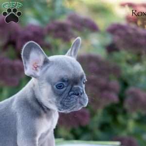 Roxy, French Bulldog Puppy