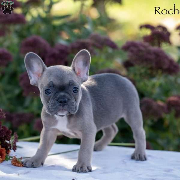 Rochelle, French Bulldog Puppy
