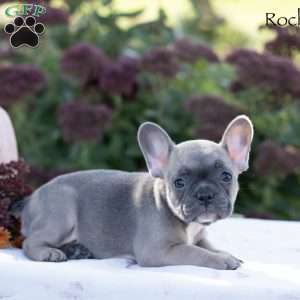 Rochelle, French Bulldog Puppy