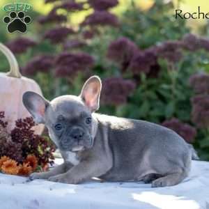 Rochelle, French Bulldog Puppy