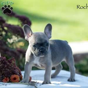 Rochelle, French Bulldog Puppy