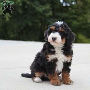Willy, Mini Bernedoodle Puppy