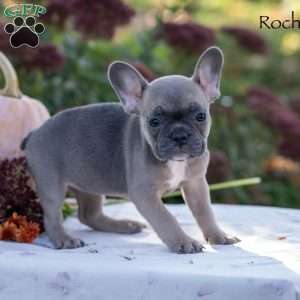 Rochelle, French Bulldog Puppy