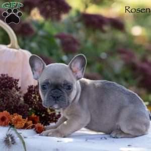 Rosenda, French Bulldog Puppy