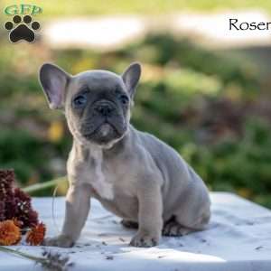 Rosenda, French Bulldog Puppy