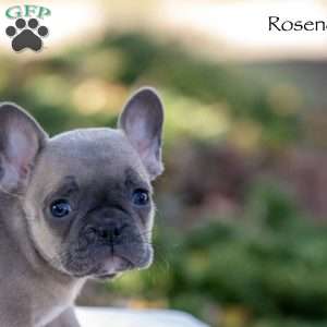 Rosenda, French Bulldog Puppy