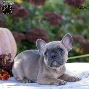 Rosenda, French Bulldog Puppy