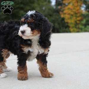 Willy, Mini Bernedoodle Puppy