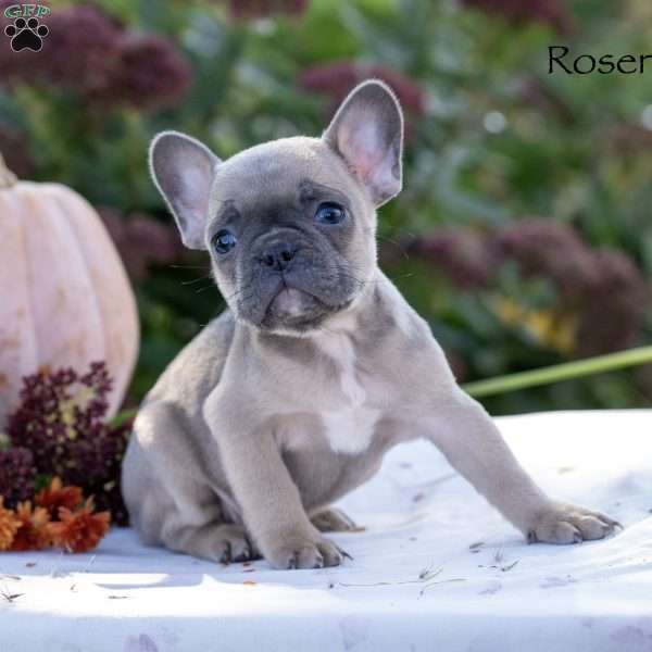 Rosenda, French Bulldog Puppy