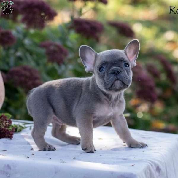 Rolf, French Bulldog Puppy