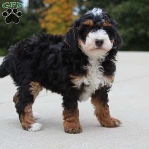 Willy, Mini Bernedoodle Puppy