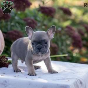 Rolf, French Bulldog Puppy