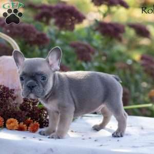 Rolf, French Bulldog Puppy
