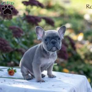 Rolf, French Bulldog Puppy