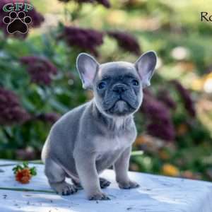 Rolf, French Bulldog Puppy